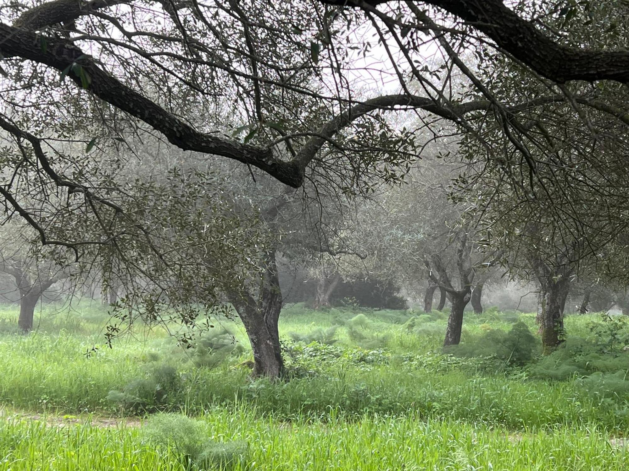 Muristene Pozzo Santa Cristina Paulilatino 외부 사진
